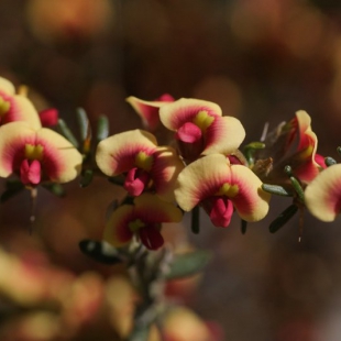 Mirbelia spinosa